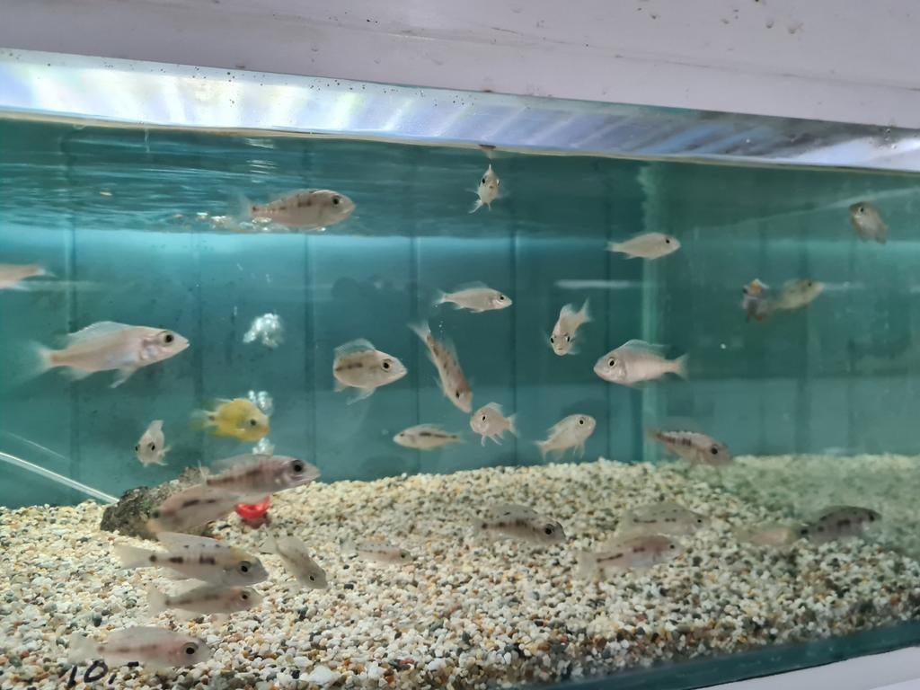 Aulonocara Maylandi Malawi Cichliden, Vis, Zoetwatervis