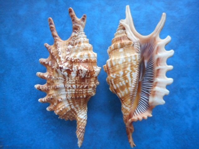 Schelpen: Lambis digitata Perry f++/gem 120-145mm m/o, Verzamelen, Ophalen of Verzenden, Schelp(en)