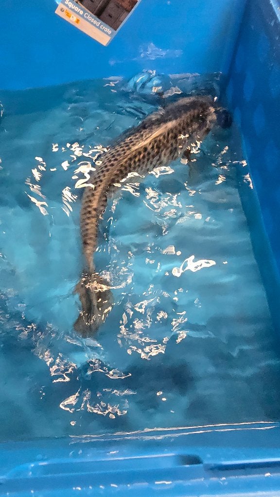 Koi, Dieren en Toebehoren, Vissen | Vijvervissen, Karper of Koi