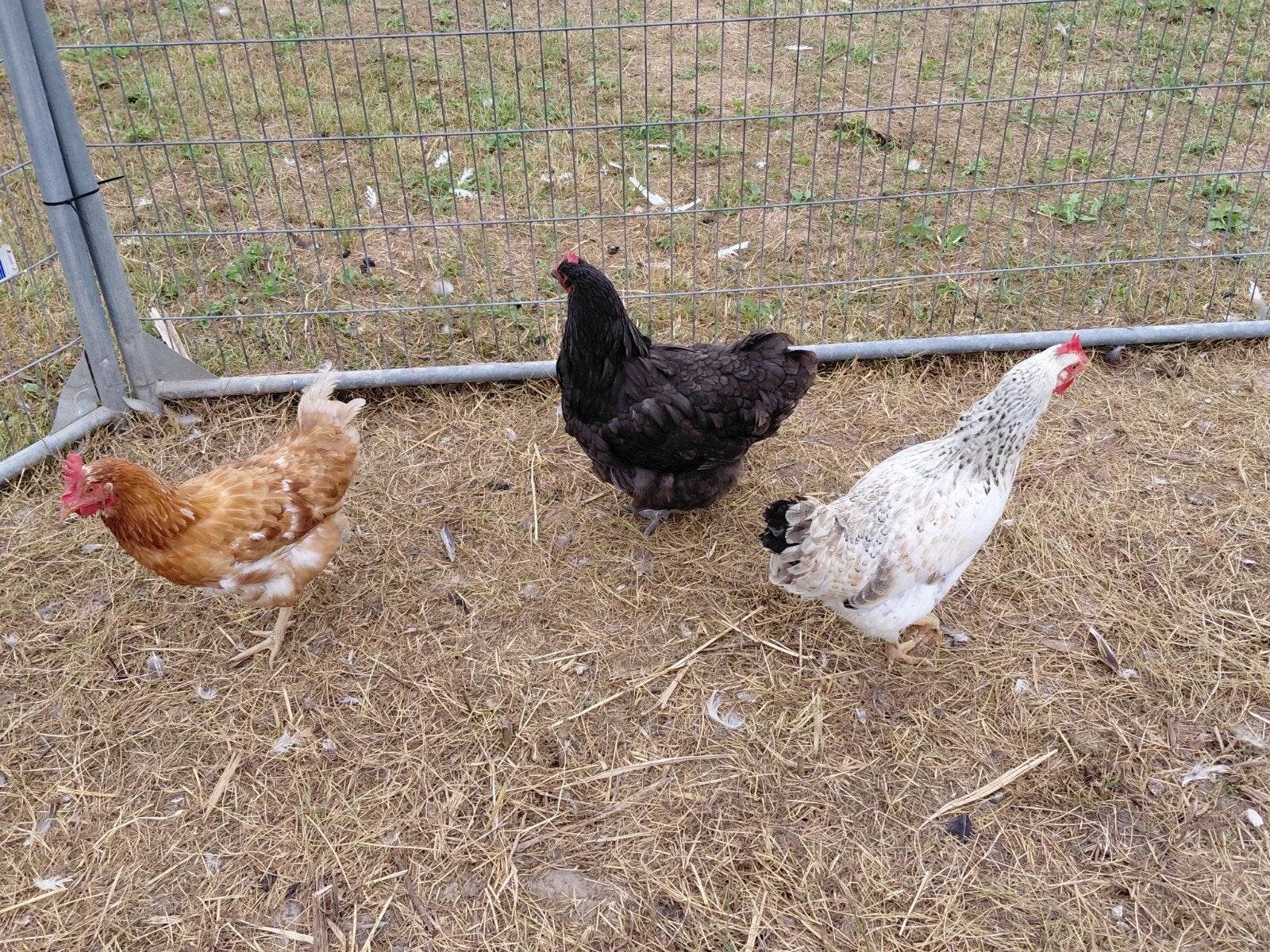3 kippen te koop, Dieren en Toebehoren, Pluimvee, Vrouwelijk, Kip