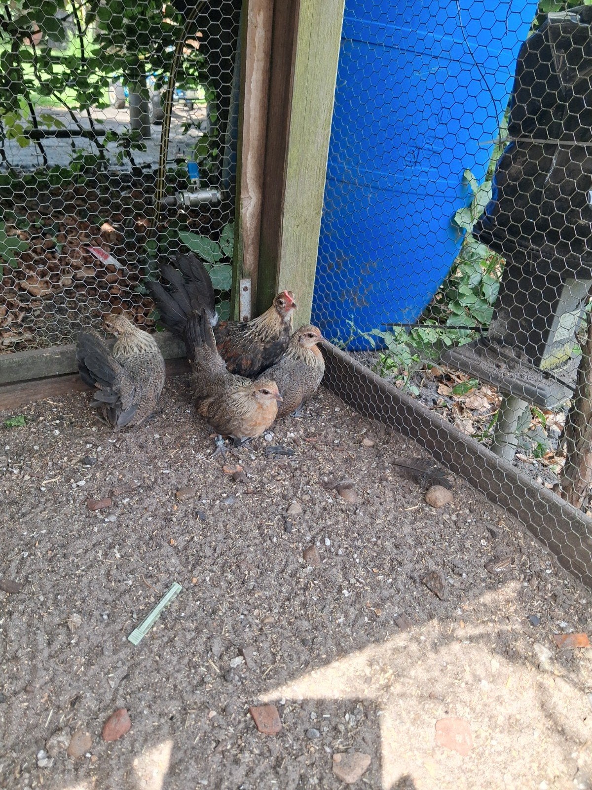 Te koop hollandse kriel geelpatrijs, Meerdere dieren, Kip