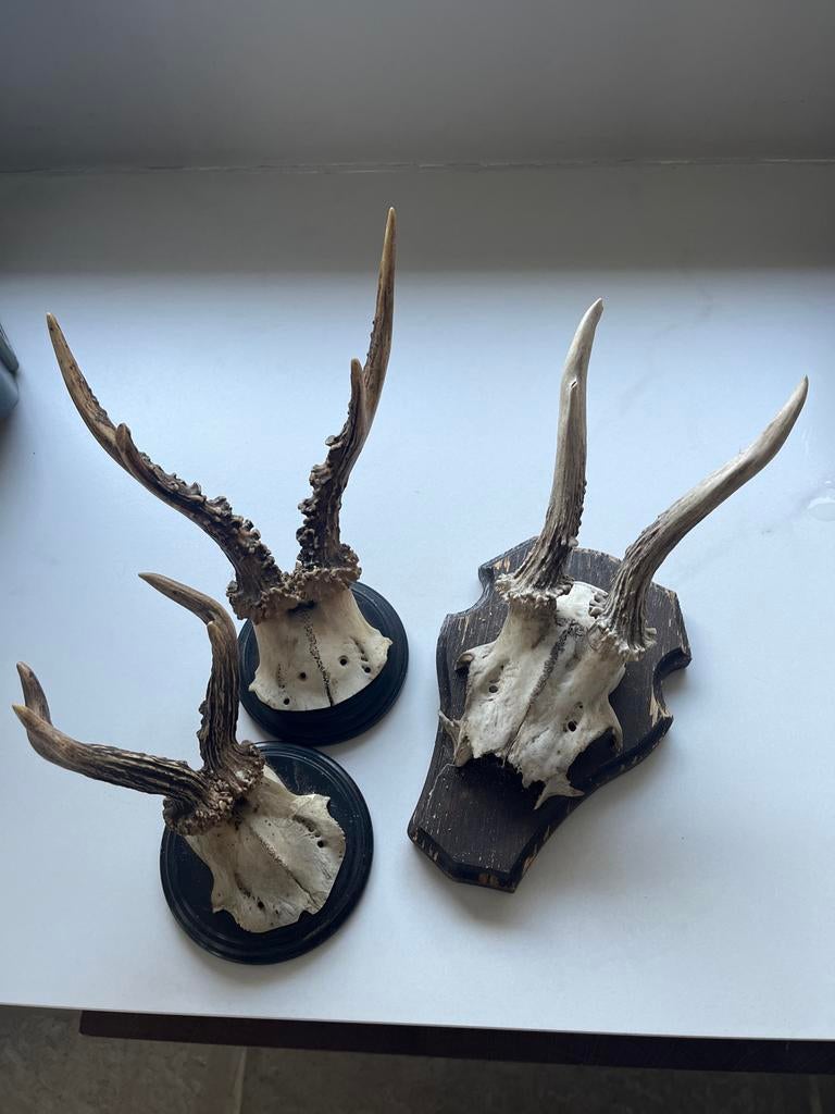 Set van 3 hertenkoppen op schild, Ophalen of Verzenden, Gebruikt