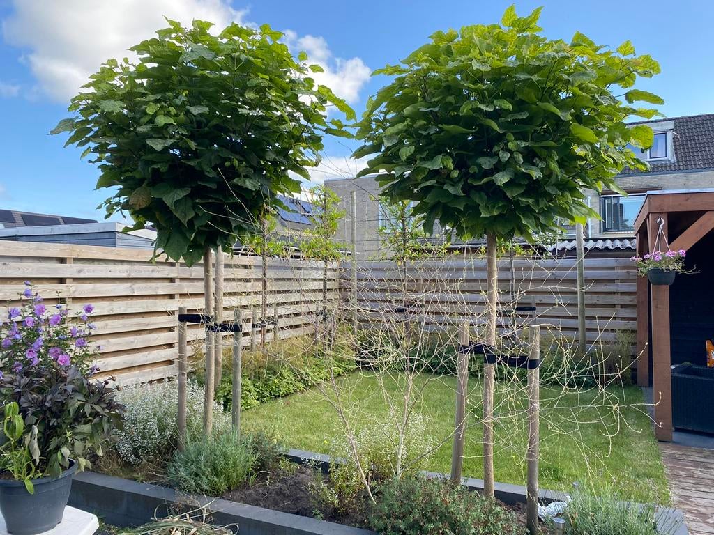 2x Catalpa Bignonioides 'Nana'(Boltrompetboom) op stam 200cm, Ophalen of Verzenden, 100 tot 250 cm, Zomer, Volle zon