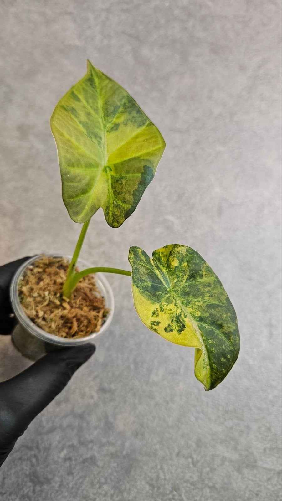 Alocasia Regal Shield Aurea/Gold Variegata, Ophalen of Verzenden, Halfschaduw, Minder dan 100 cm