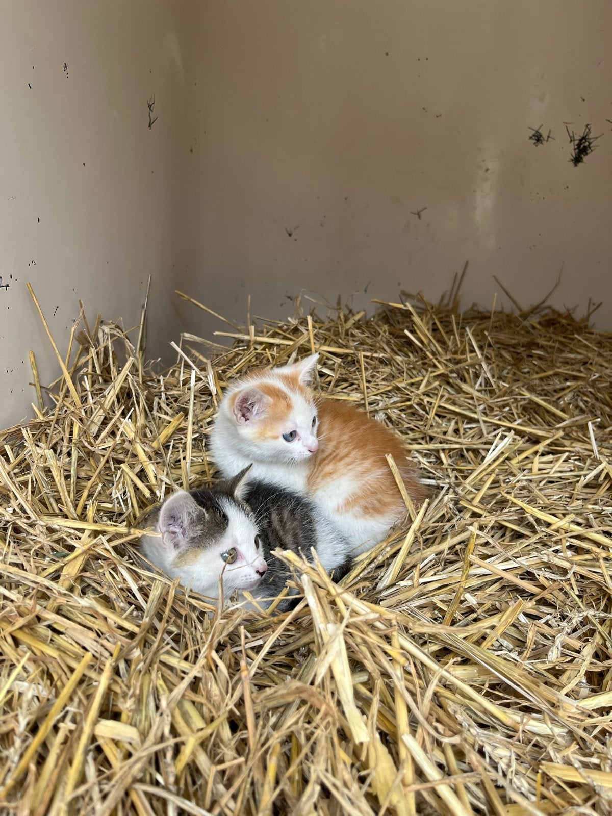 Boerderijkittens, Poes