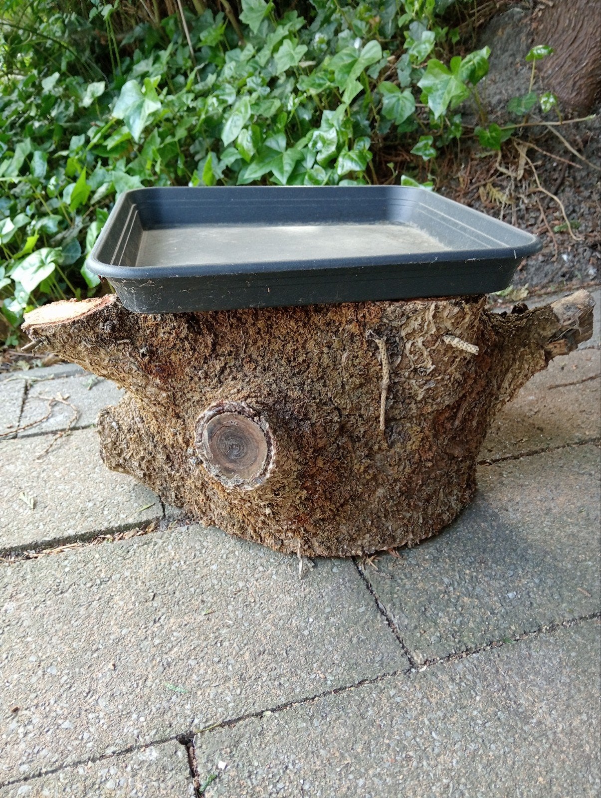 Uniek vogelbad op natuurlijke boomstronk, Ophalen