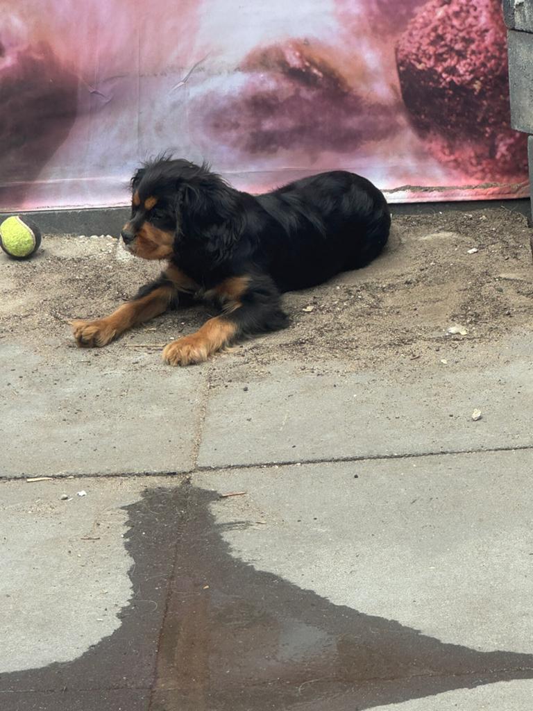 Dek reu blacktan, Dieren en Toebehoren, Reu, 1 tot 2 jaar, Parvo, Eén hond