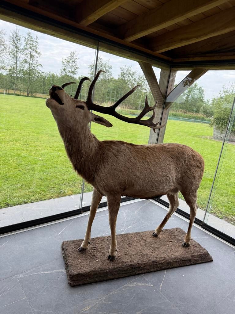 Opgezette Edelhert - Indrukwekkend Decorstuk taxidermie, Verzamelen, Dierenverzamelingen, Ophalen of Verzenden, Gebruikt, Hert