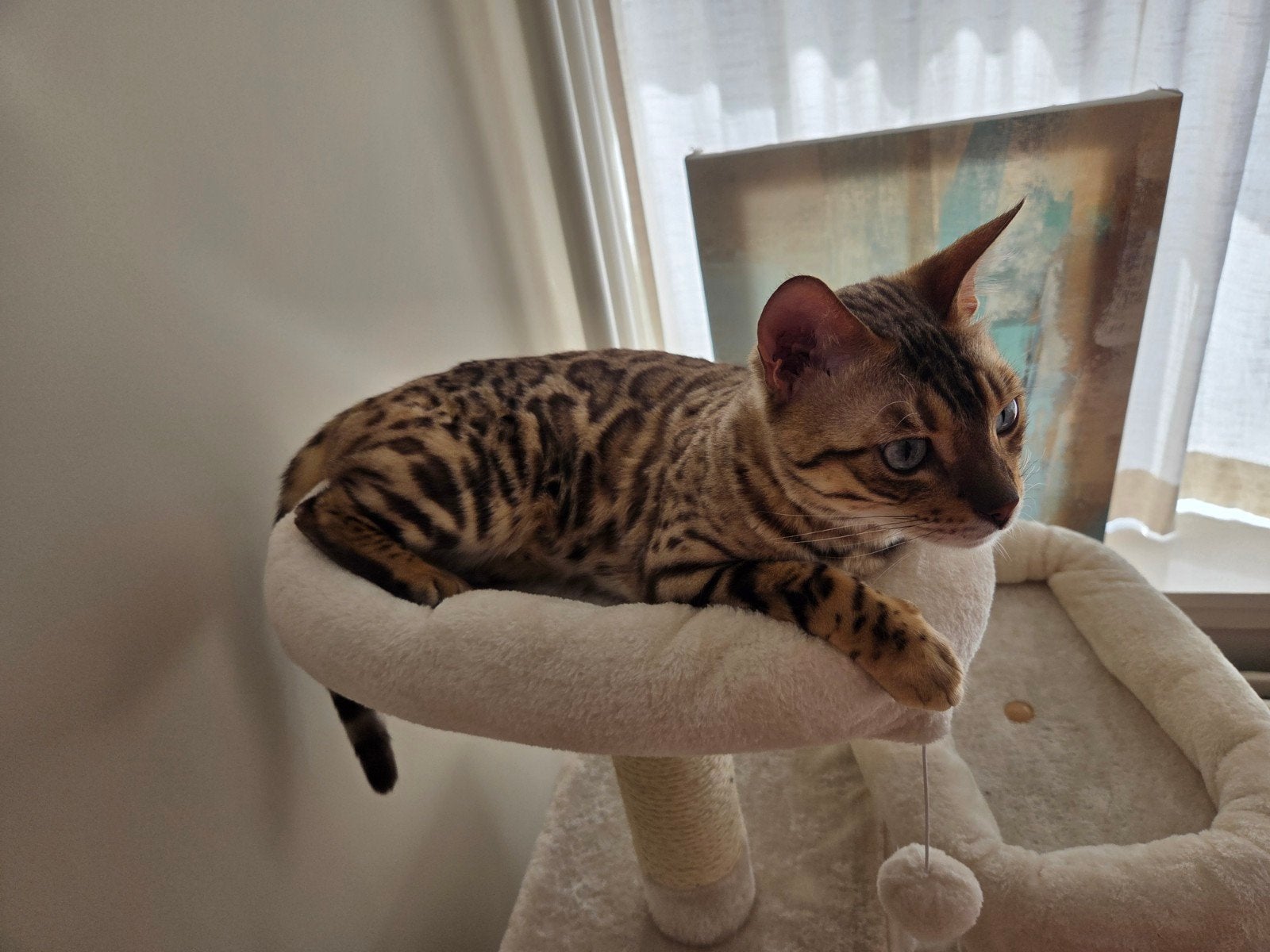 Lieve Bengaalse kater zoekt zijn gouden mandje, Kater, Gechipt, 0 tot 2 jaar
