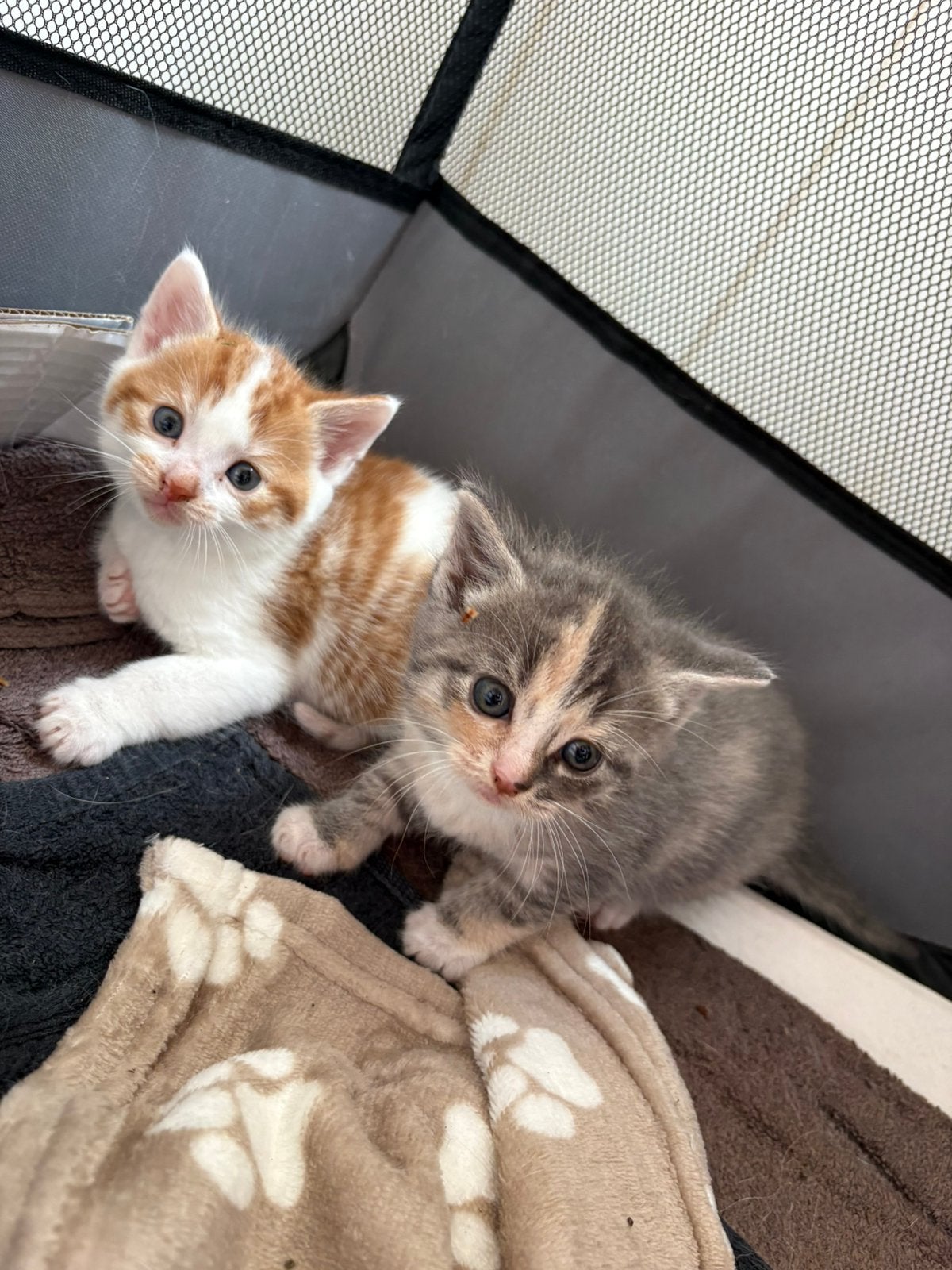3 prachtige kittens, Kater