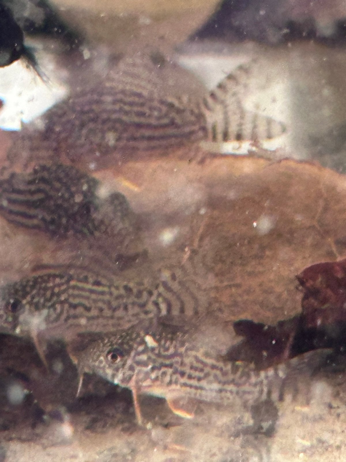 Corydoras sterbai – jonge eigen kweek – €3,50