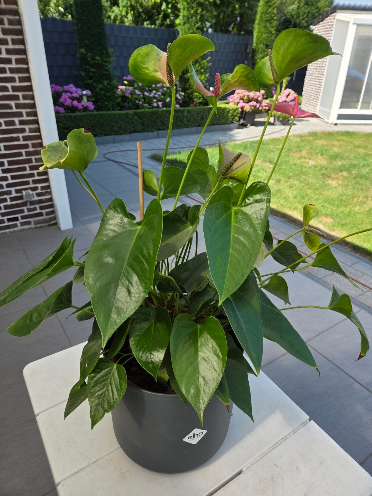 anthurium flamingoplant 70 cm hoog 60 cm breed 2 stuks, Ophalen, Overige soorten, Halfschaduw, Minder dan 100 cm