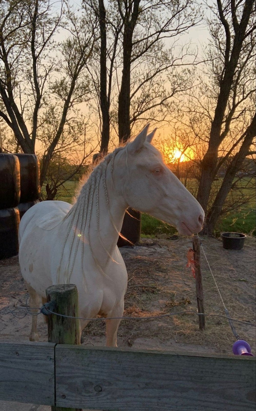 11 jarige Andalusiër/Lusitano merrie, Merrie, Minder dan 160 cm, Gechipt, 11 jaar of ouder