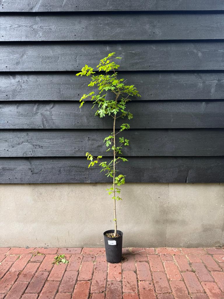 Acer campestre (Veldesdoorn) 110cm, Tuin en Terras, Halfschaduw, Overige soorten, Lente, 100 tot 250 cm