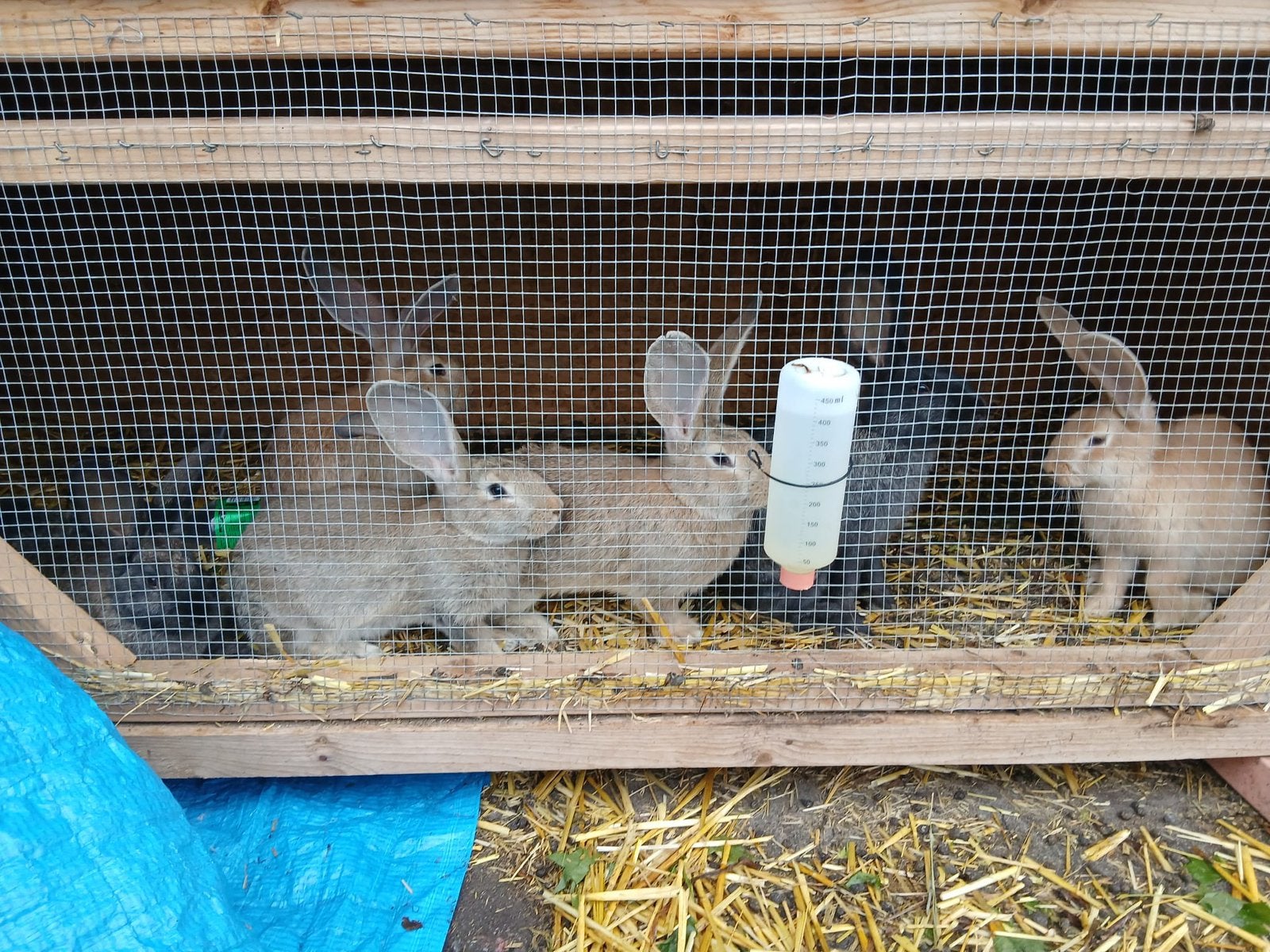 Vlaamse reuzen, Dieren en Toebehoren, Meerdere dieren, Groot