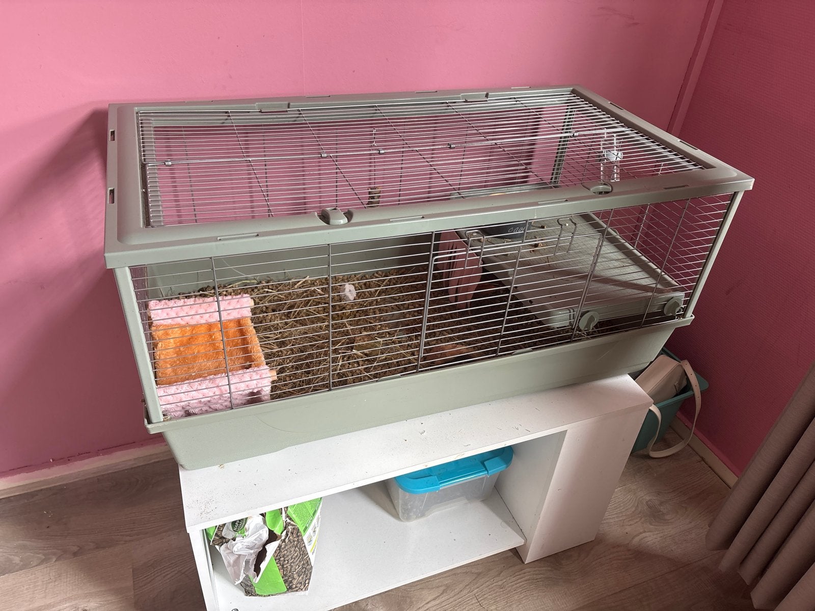 Cavia met kooi, Dieren en Toebehoren, September, Mannelijk, Cavia