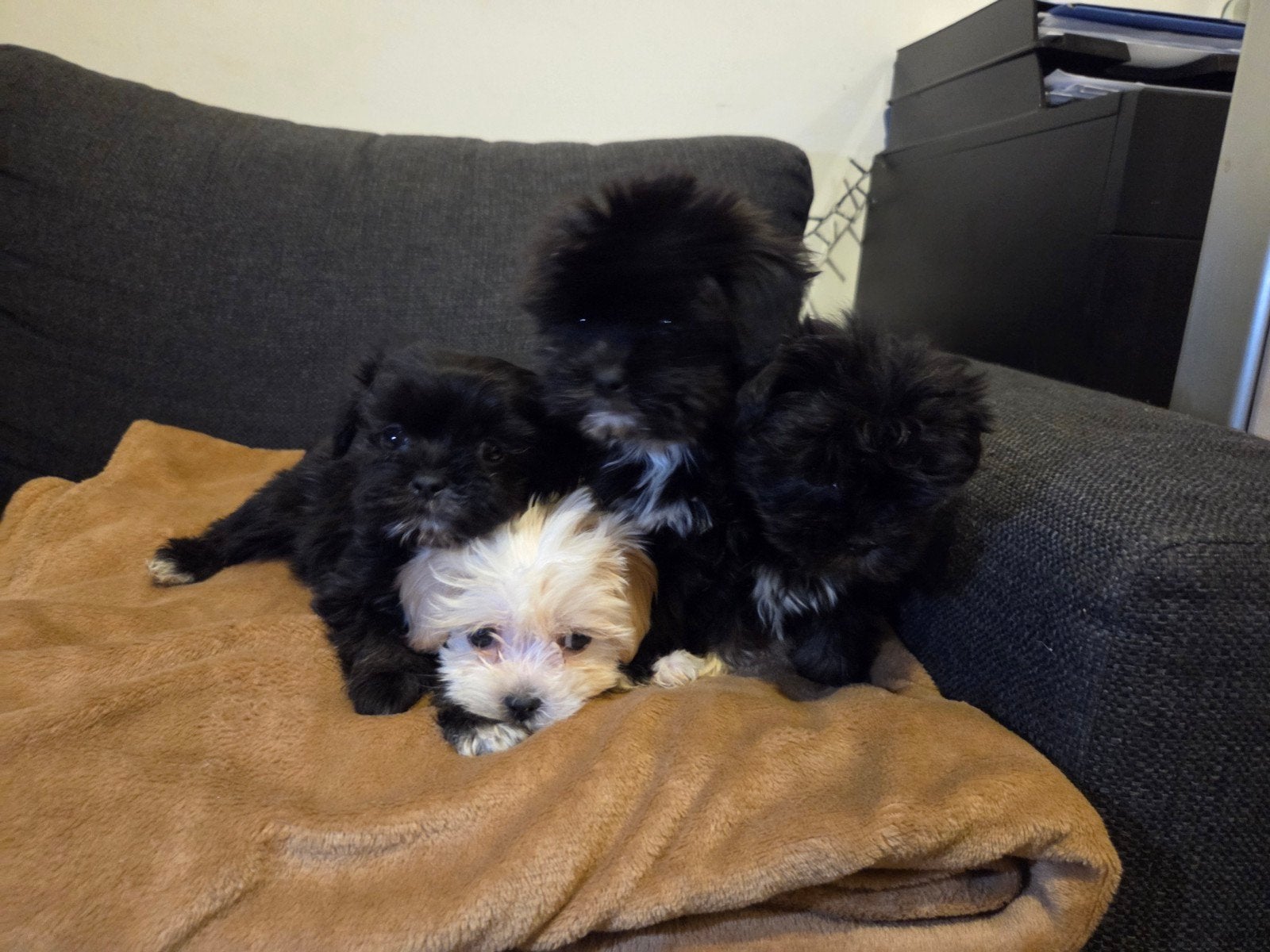Maltipoo pups (nog maar 2) maltezer x toy poedel, Overige rassen, 8 tot 15 weken, Parvo, Meerdere
