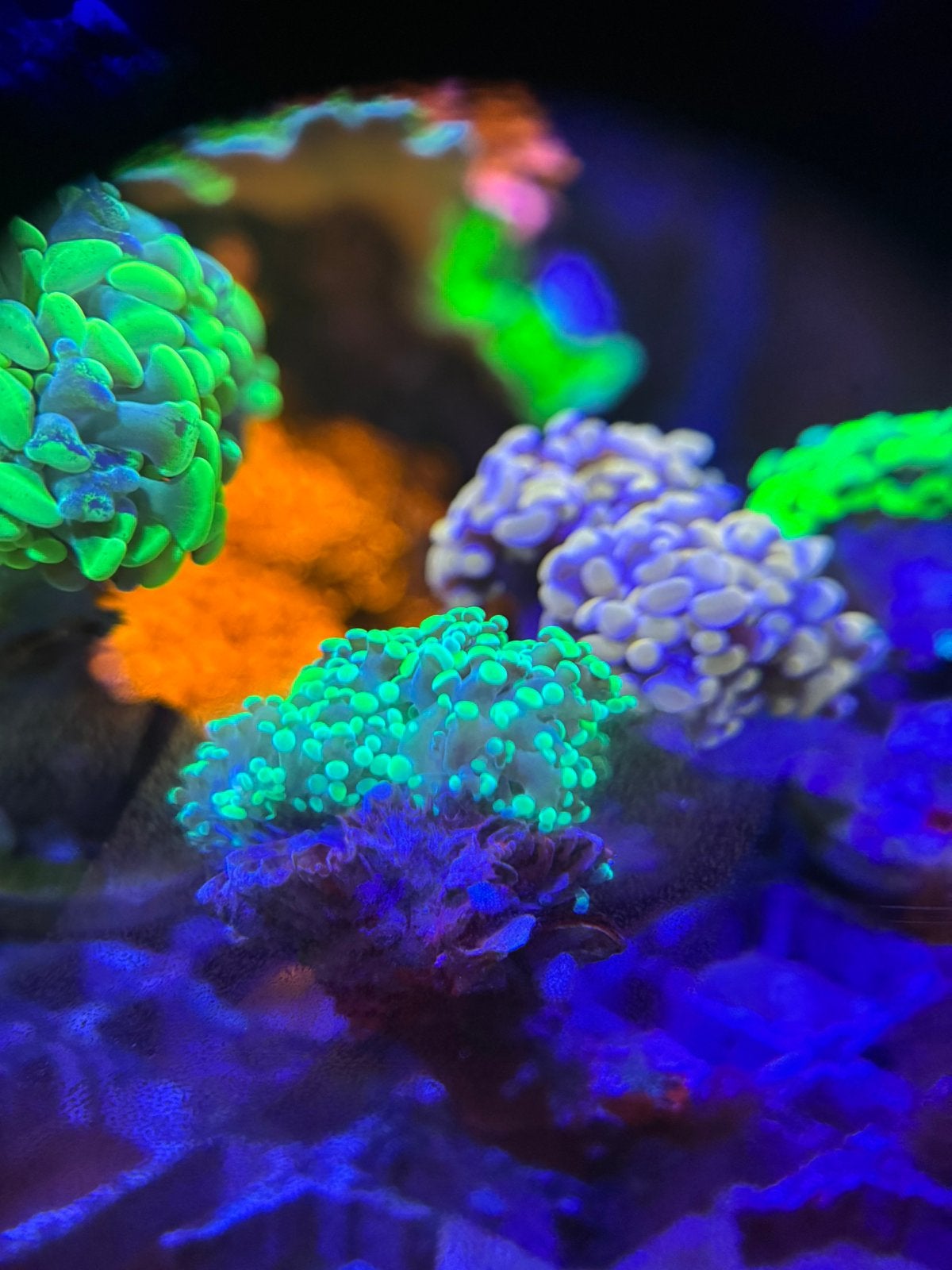 Green SP Frogspawn Euphyllia €15, Dieren en Toebehoren, Overige typen, Zoutwatervis