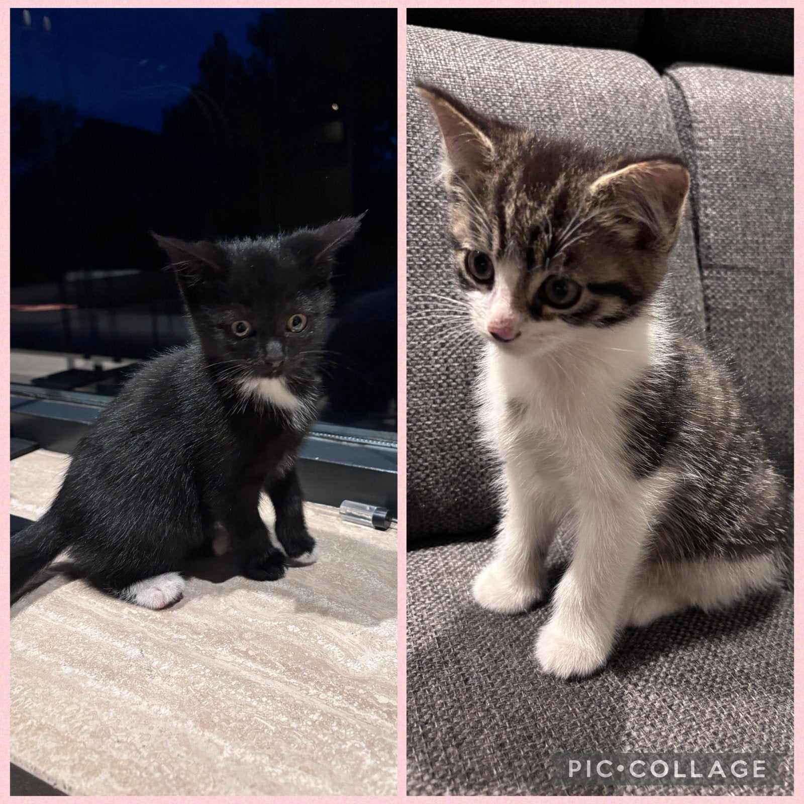 Prachtige kittens !!, Dieren en Toebehoren, Meerdere dieren, Kortharig, 0 tot 2 jaar