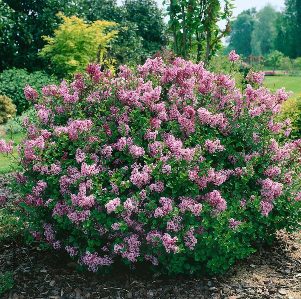Grote Dwergsering (Syringa) in pot | Syringa meyeri 'Palibin, Volle zon, Vaste plant, Lente, Ophalen