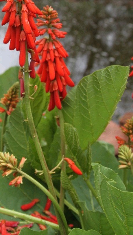 Koraalboom (Erythrina zeyheri), Ophalen of Verzenden, Volle zon