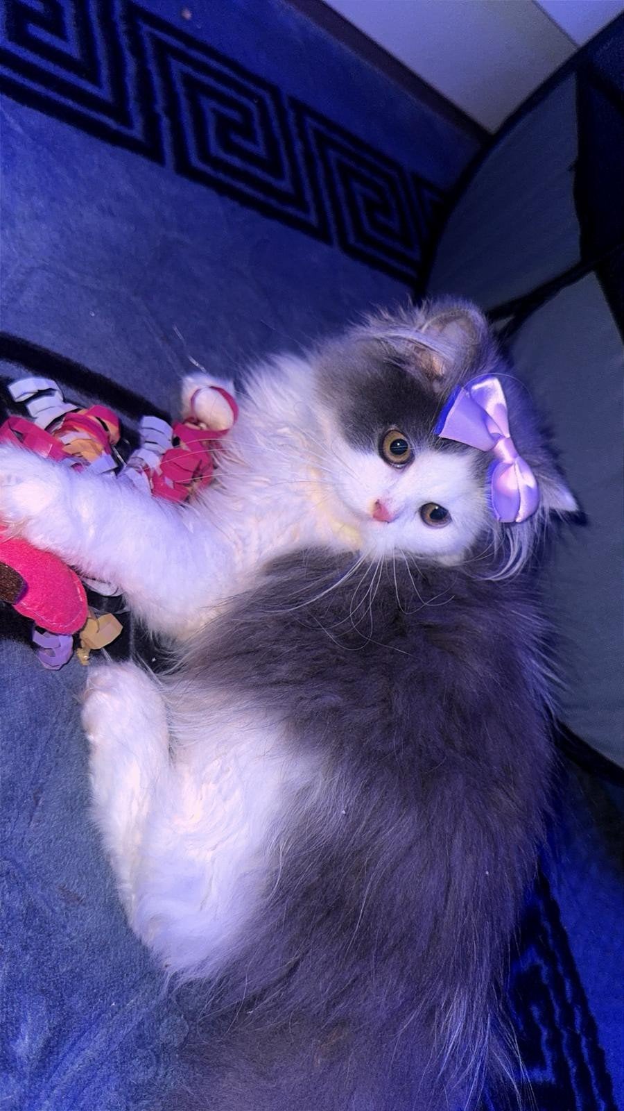lieve ragdoll zoekt een fijn huisje, Dieren en Toebehoren, Katten en Kittens | Overige Katten, Poes, Langharig, 0 tot 2 jaar