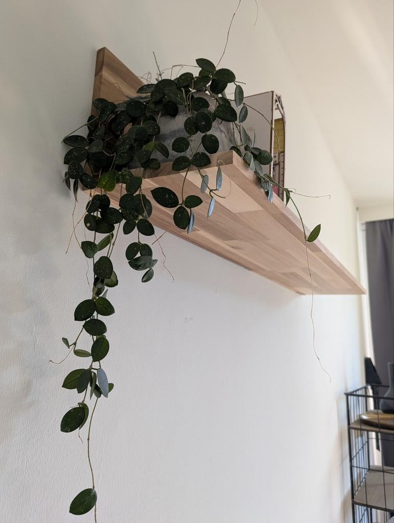 IKEA SKOGSTA wandplank 120x25 cm Acacia hout, Ophalen