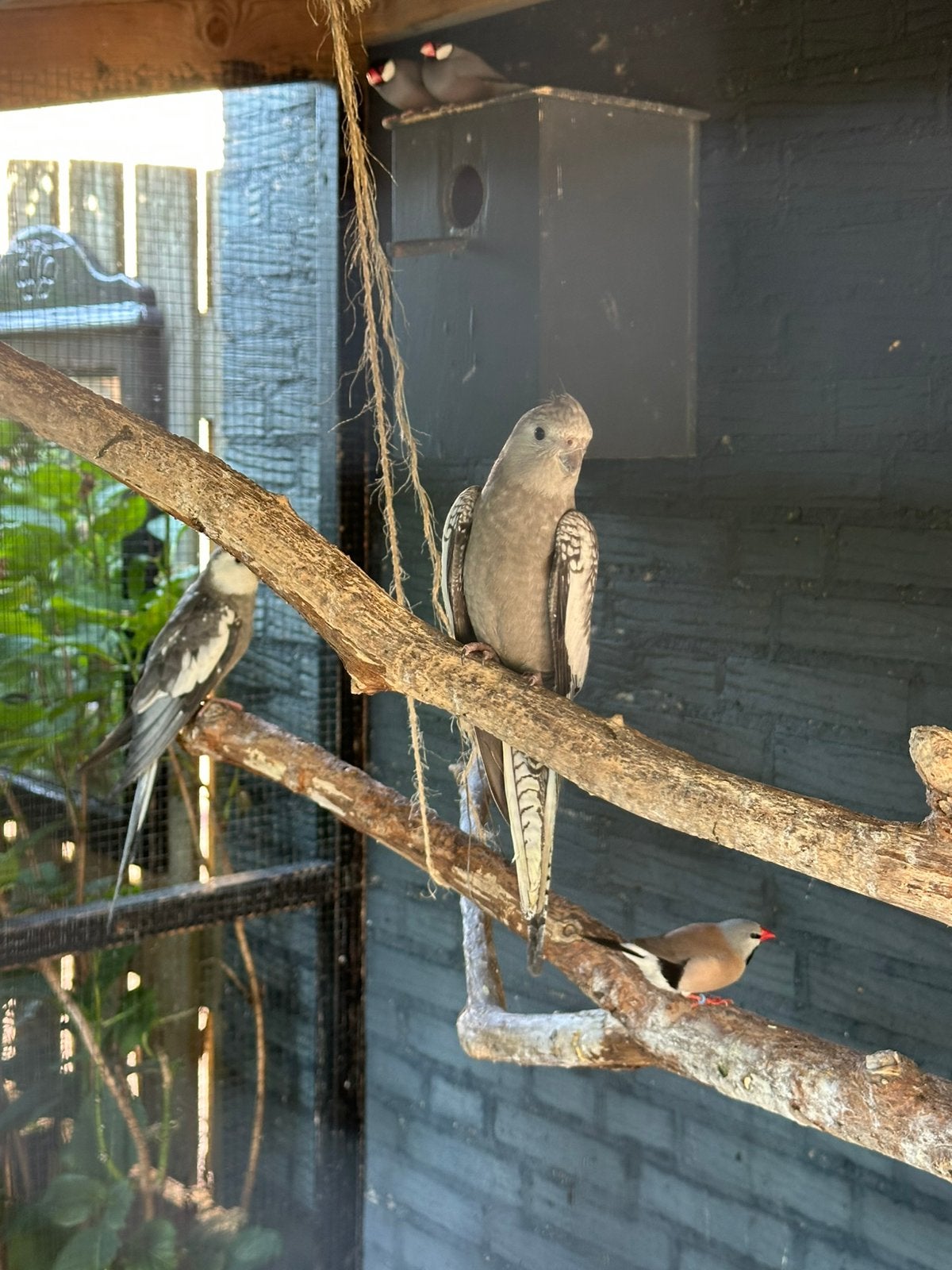 Valkparkieten van april 2026, Dieren en Toebehoren, Vogels | Overige Vogels, Geslacht onbekend