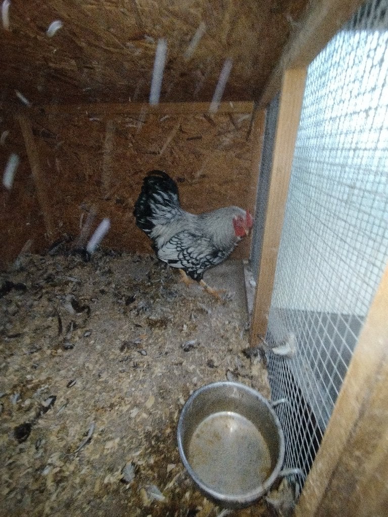 wyandotte kriel haan zilverzwartgezoomd, Mannelijk, Kip