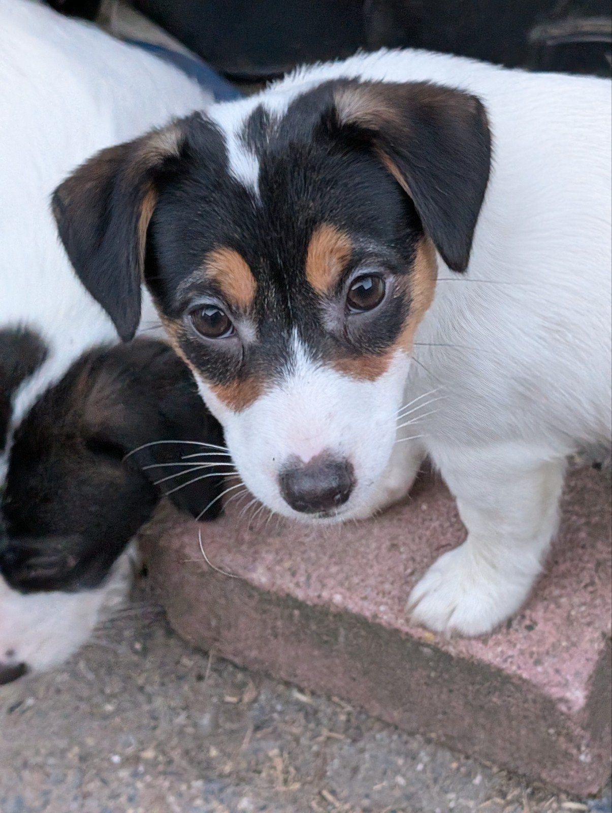 Lieve Jack Russell pups met stamboom, Parvo, Jack Russell Terriër, 8 tot 15 weken, Meerdere