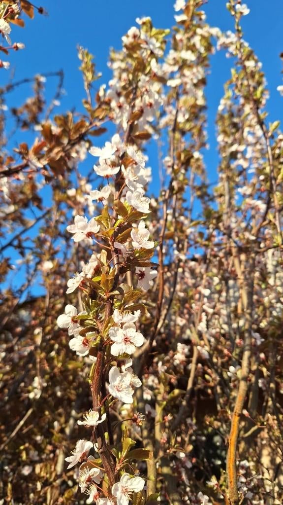 Sierpruim, Ophalen, Halfschaduw, Overige soorten, Lente