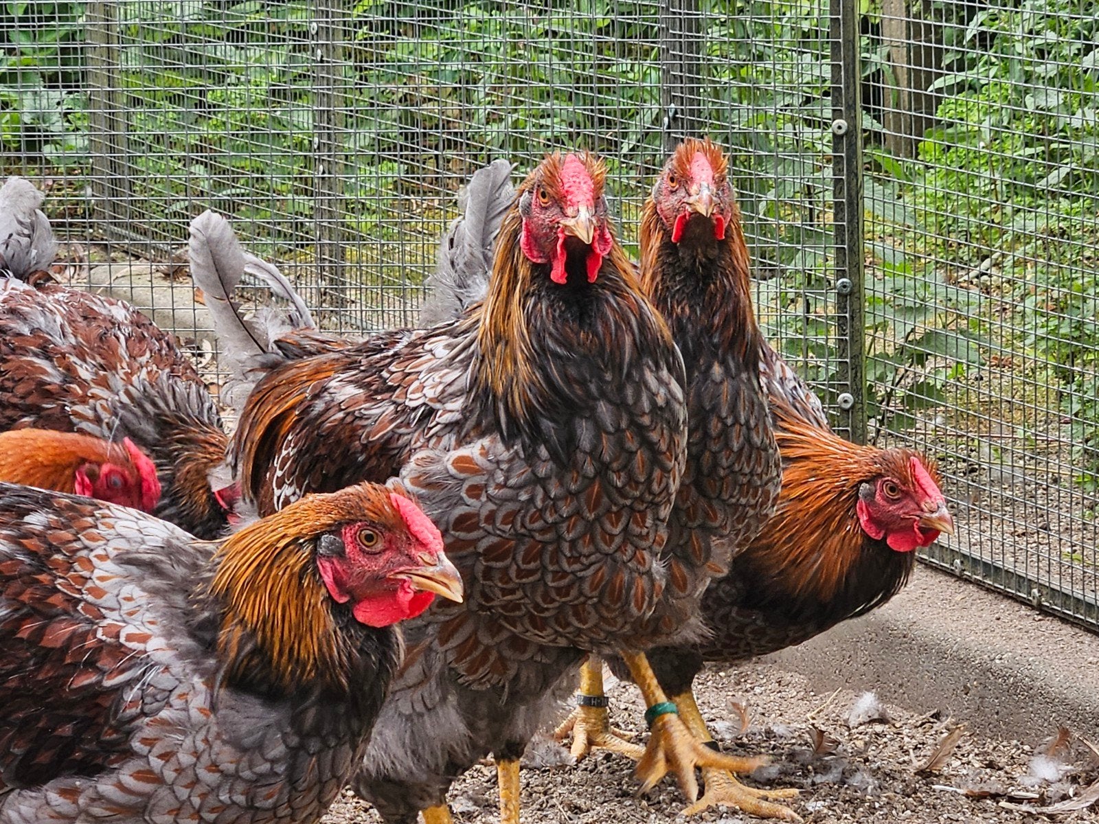 Groothoender Wyandotte hanen beschikbaar., Dieren en Toebehoren, Pluimvee, Meerdere dieren, Kip