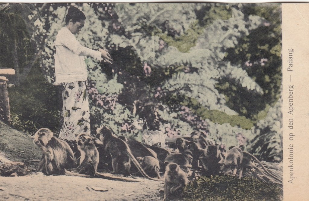 Padang - Apenkolonie op de Apenberg, Verzenden, 1920 tot 1940, Ongelopen, Buiten Europa