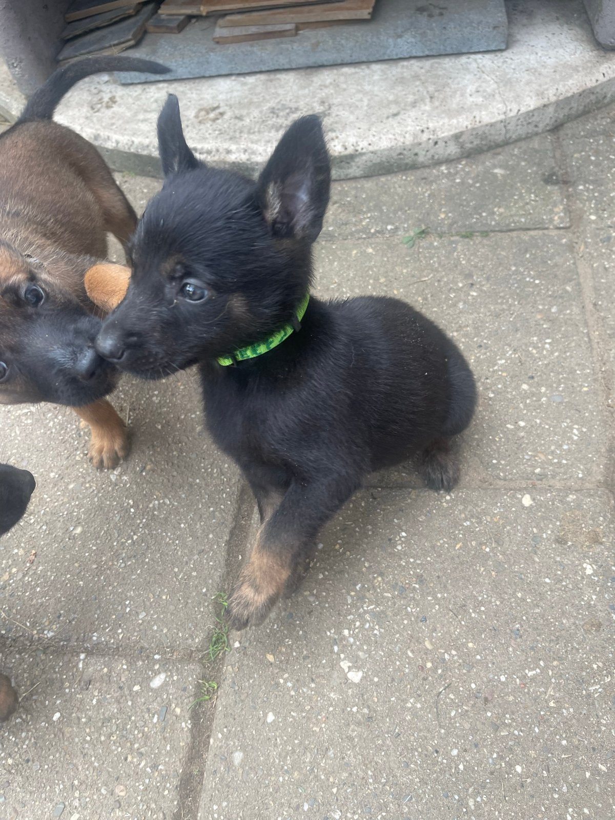 Te koop aangeboden Mechelse herder pups, 8 tot 15 weken, Parvo, Meerdere, Meerdere dieren