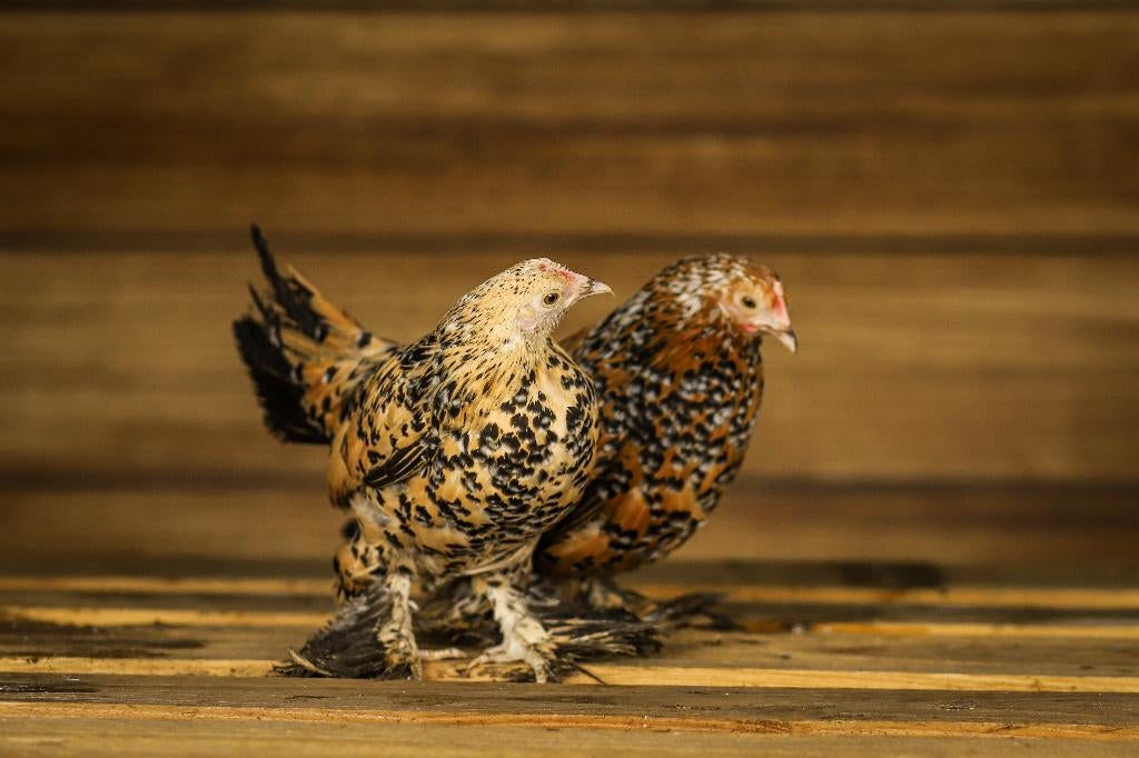 Sabelpoot krielkip | Jonge, kleine kippen | Deskundig advies, Dieren en Toebehoren, Pluimvee, Vrouwelijk, Kip
