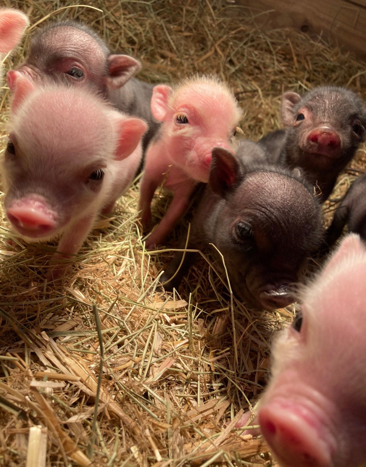 Mini varkens, Deze week verwacht!!🐽😊, Dieren en Toebehoren, Meerdere dieren, Varken, 0 tot 2 jaar
