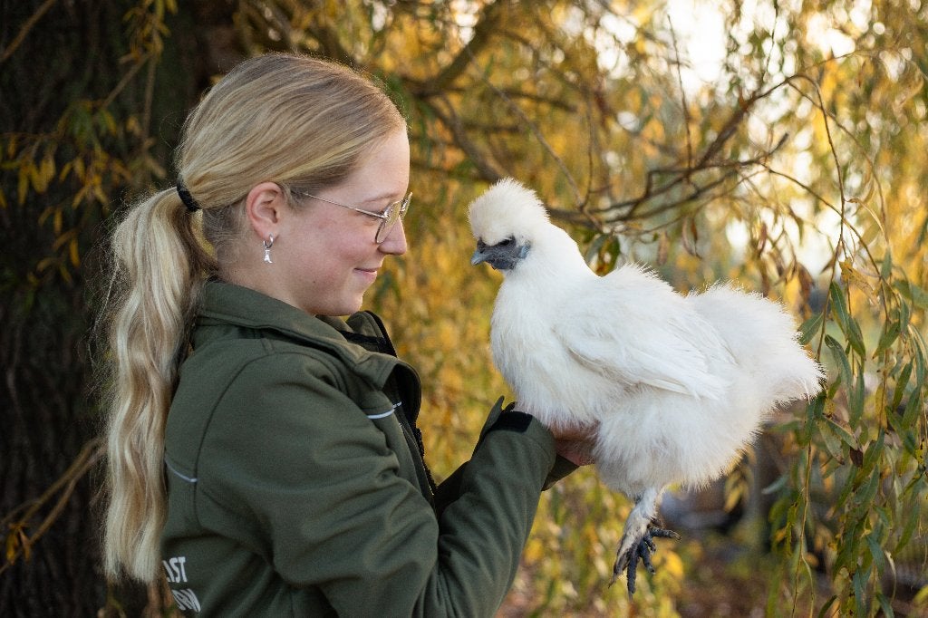 Zijdehoender krielen | Vriendelijke kippen | Passend advies, Dieren en Toebehoren, Pluimvee, Vrouwelijk, Kip