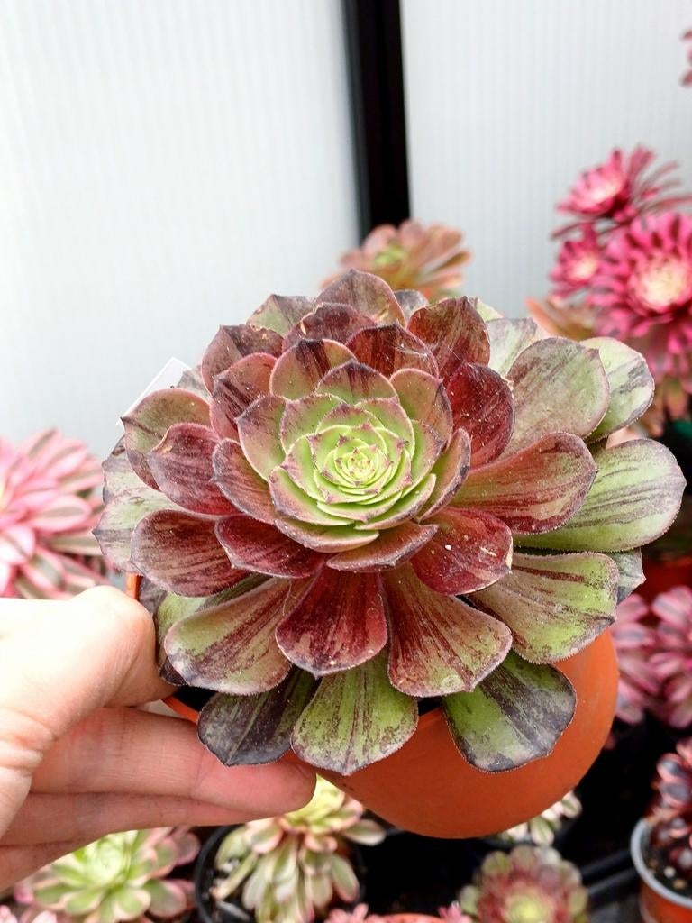Aeonium opera mask, Ophalen of Verzenden, Halfschaduw, Minder dan 100 cm