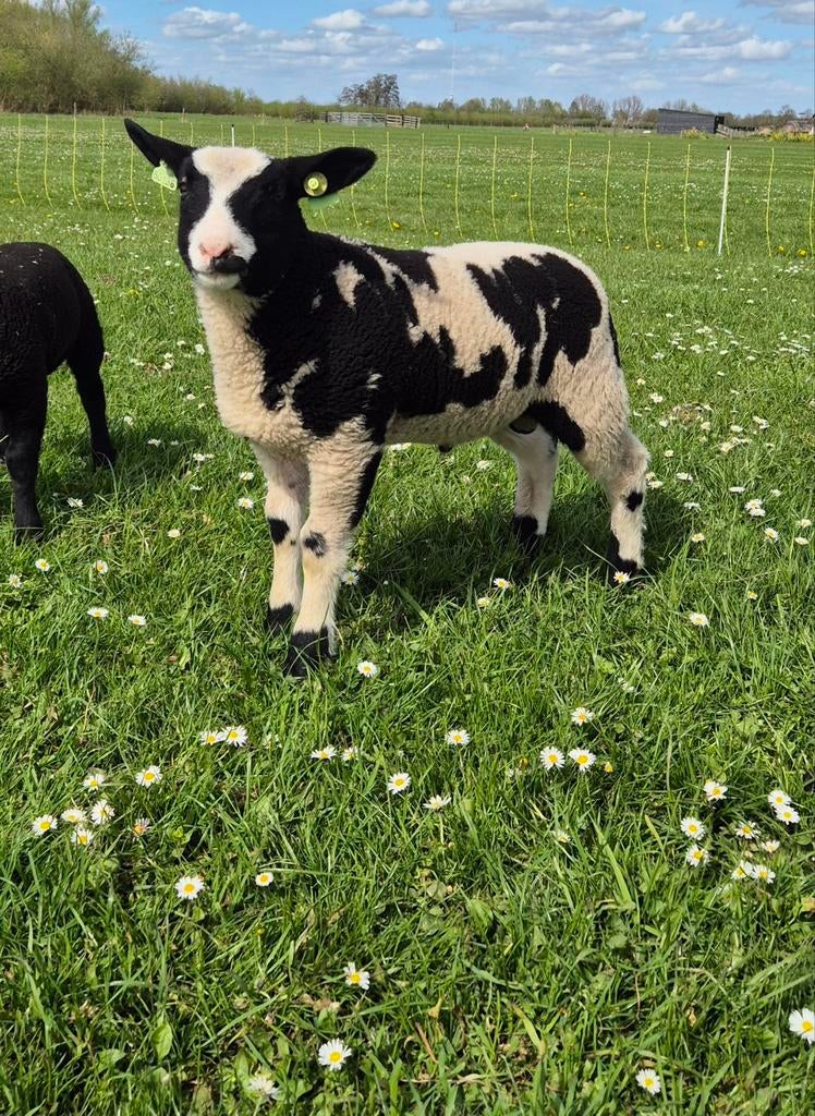 Bonte ram, Dieren en Toebehoren, Mannelijk, Schaap, 0 tot 2 jaar
