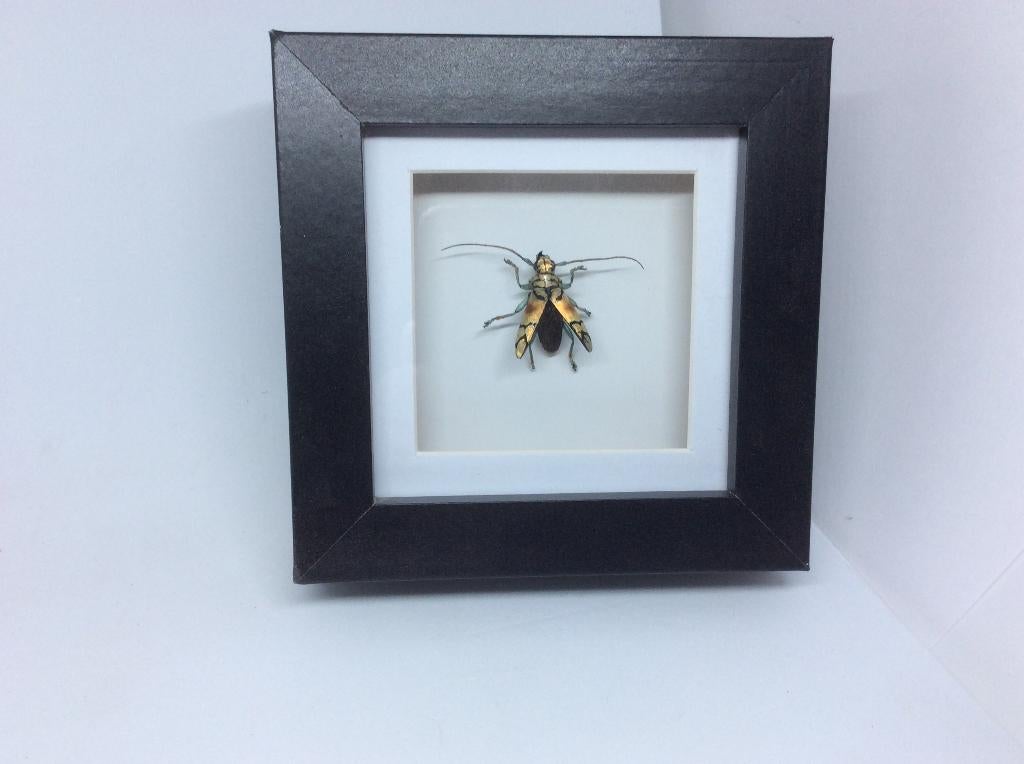 insekt Tmesisternus Rafaelae, Ophalen of Verzenden, Nieuw, Insect, Opgezet dier