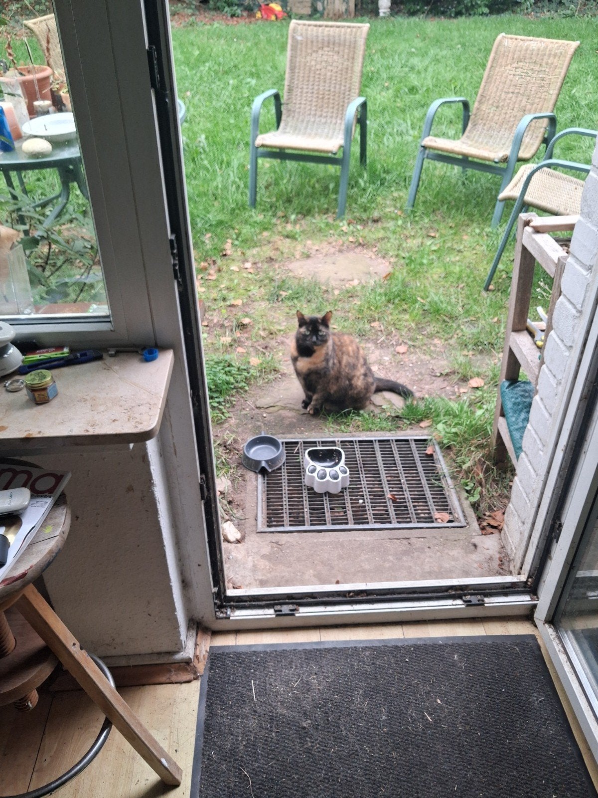 Lieve Poes Zoekt nieuw Huisje Heeft Katten Paspoort Gratis, Poes, Gechipt, 3 tot 5 jaar