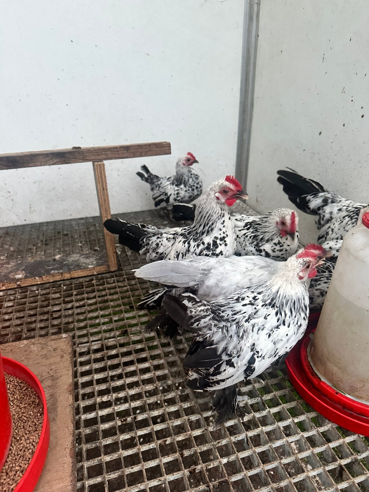 Sabelpoot haantjes, Dieren en Toebehoren, Mannelijk, Kip