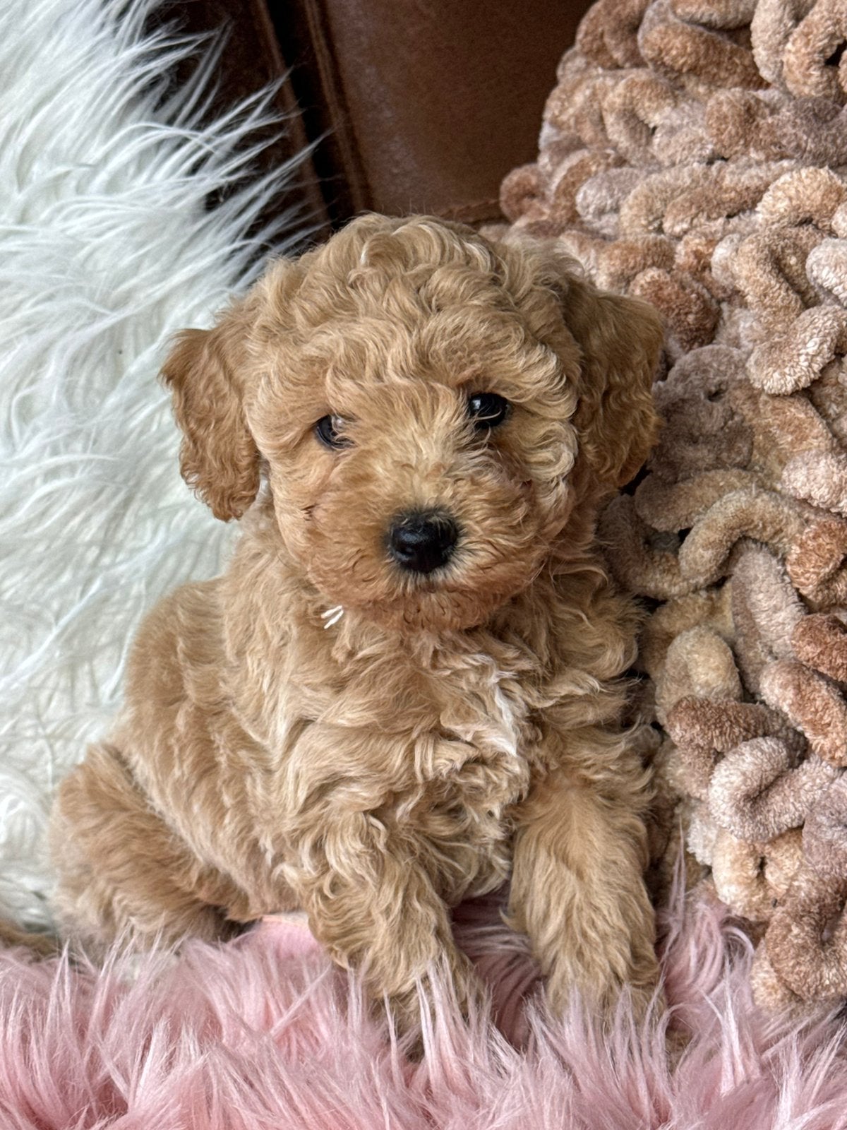 Maltipoo pups 1650€ hypo allergeen, Dieren en Toebehoren, Honden | Chihuahua's en Gezelschapshonden, Nederland, Parvo, Overige rassen