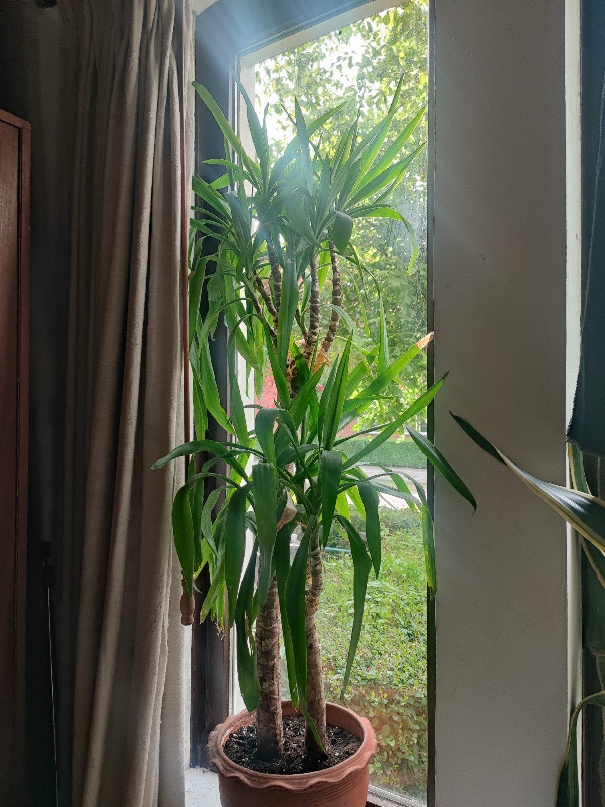 Mooie yucca plant, ca 160cm, Tuin en Terras, Ophalen of Verzenden, Overige soorten, Volle zon