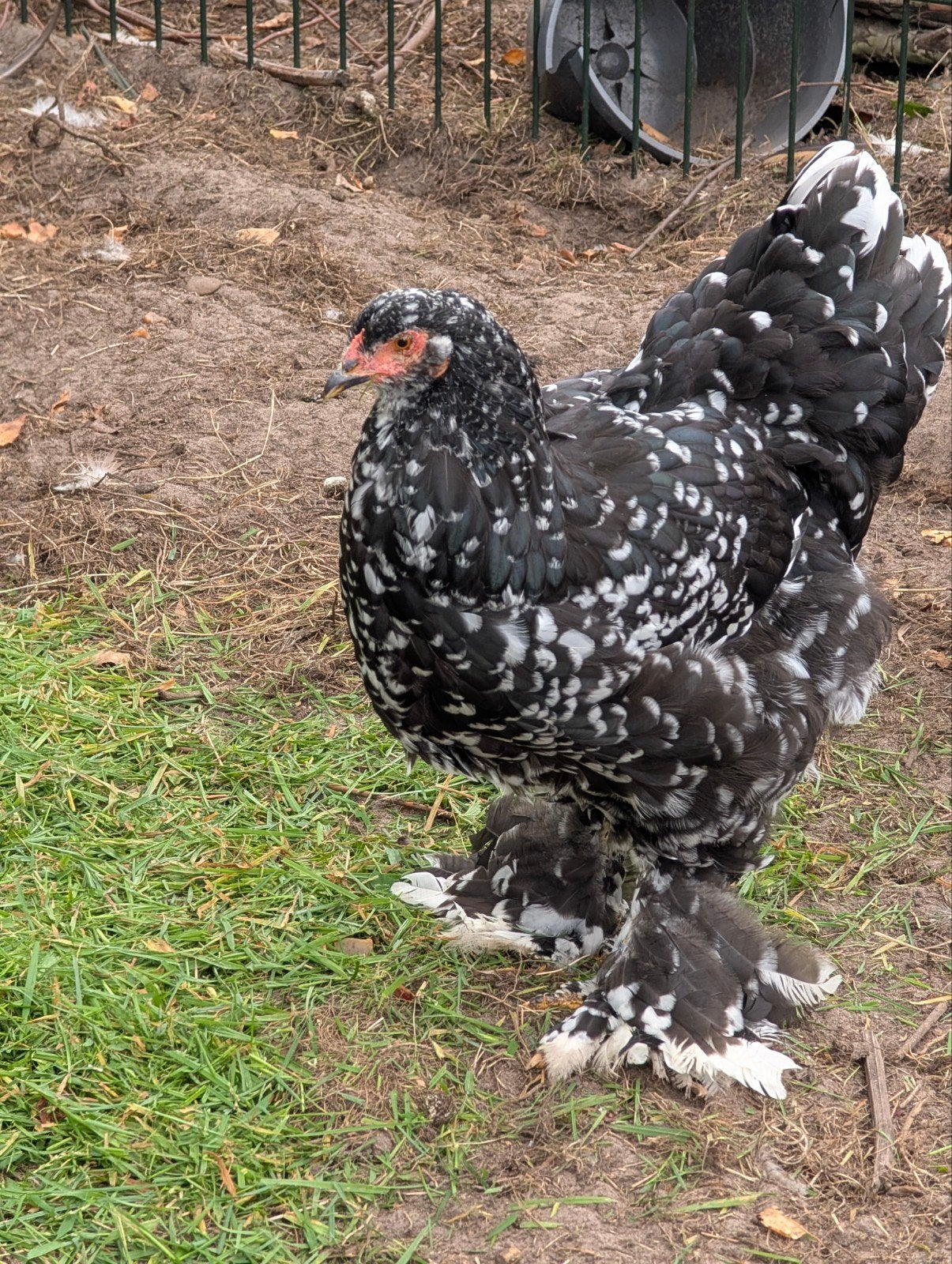 brahma hennen van april/mei 2026, Vrouwelijk, Kip