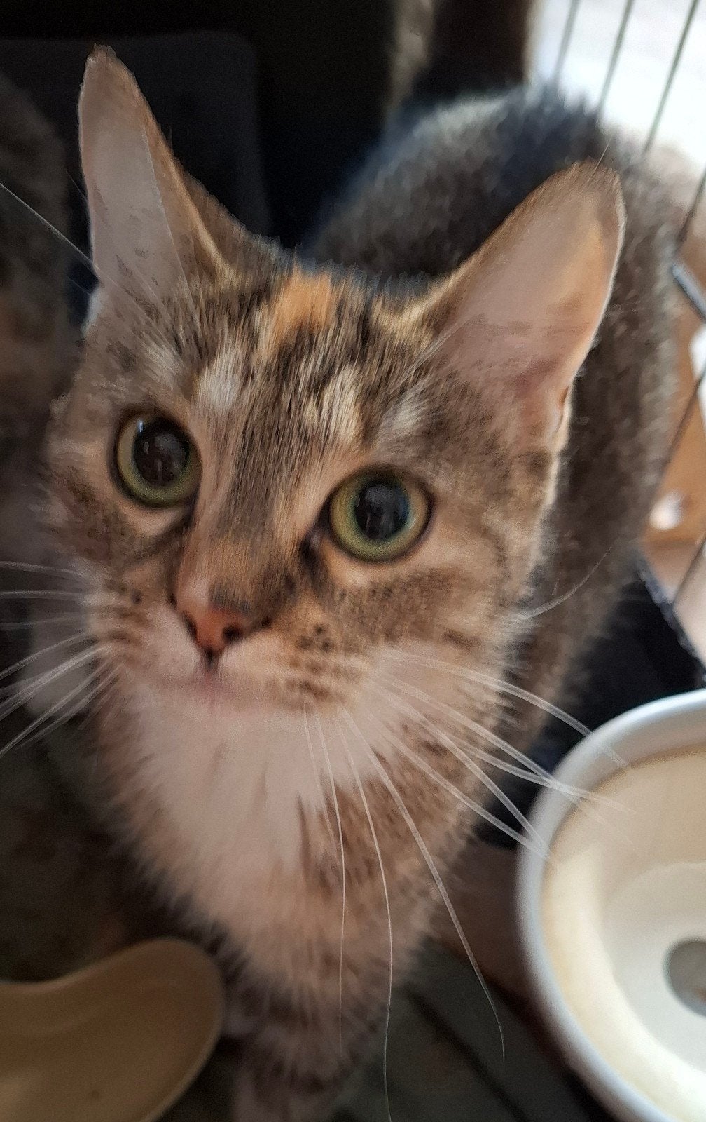Met spoed gezocht gouden mandjes, Meerdere dieren, Kortharig, 0 tot 2 jaar
