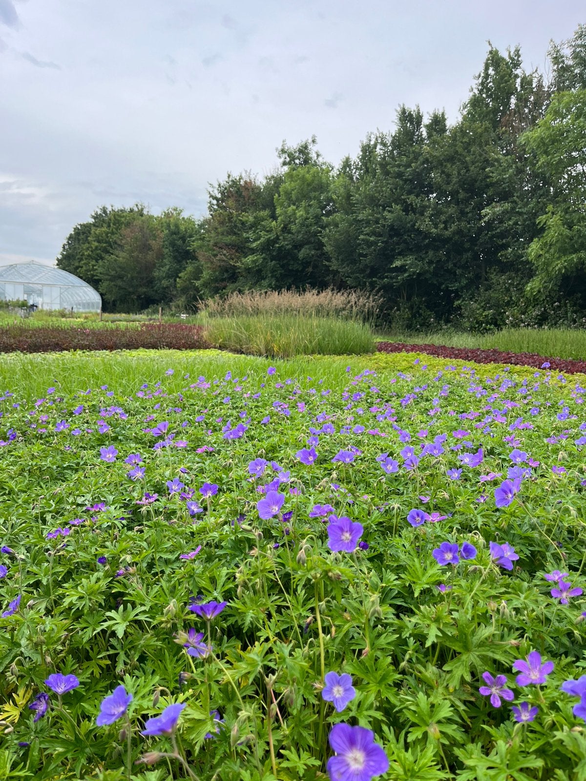 Geranium 'Brookside' / Ooievaarsbek P9 pot, Tuin en Terras, Ophalen of Verzenden, Vaste plant, Bodembedekkers