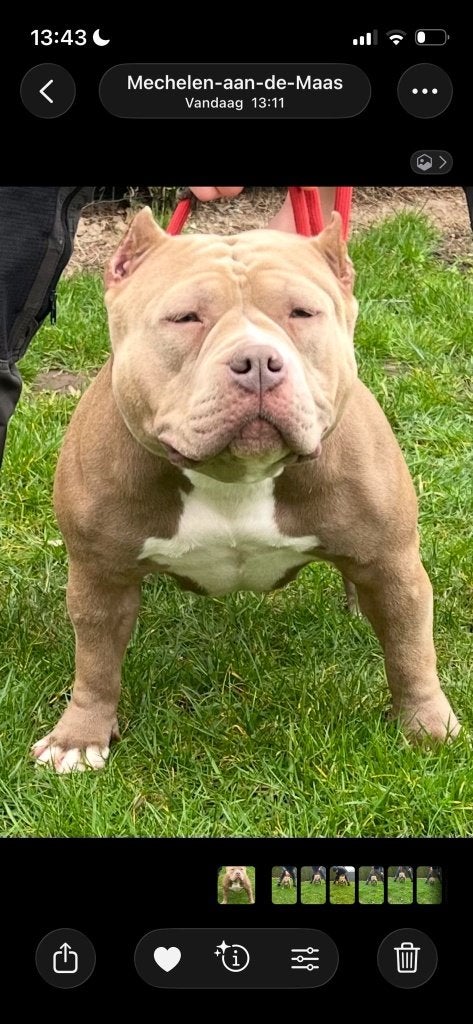 Fortuna pocket bully teefje big dogs romania, België, Particulier, 1 tot 2 jaar, Teef