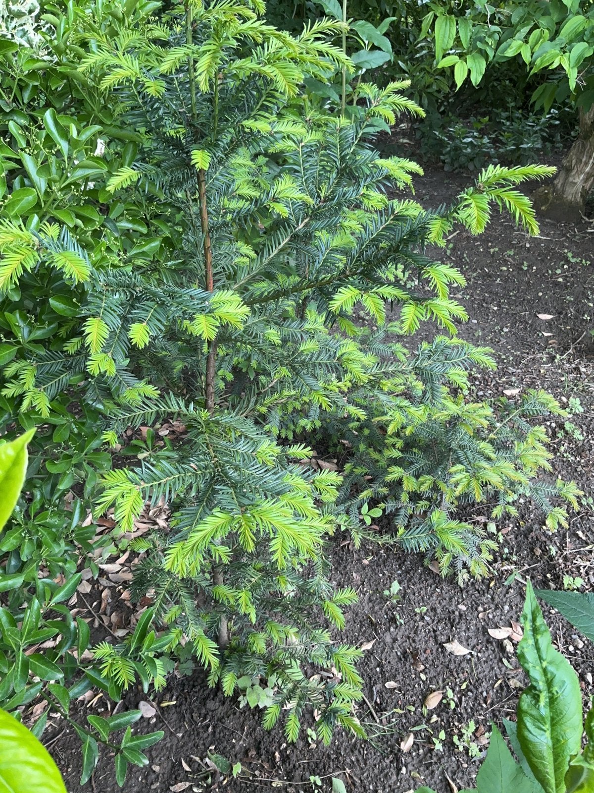 3 jonge sparren, Tuin en Terras, Planten | Struiken en Hagen, Ophalen, Overige soorten, Struik, 100 tot 250 cm
