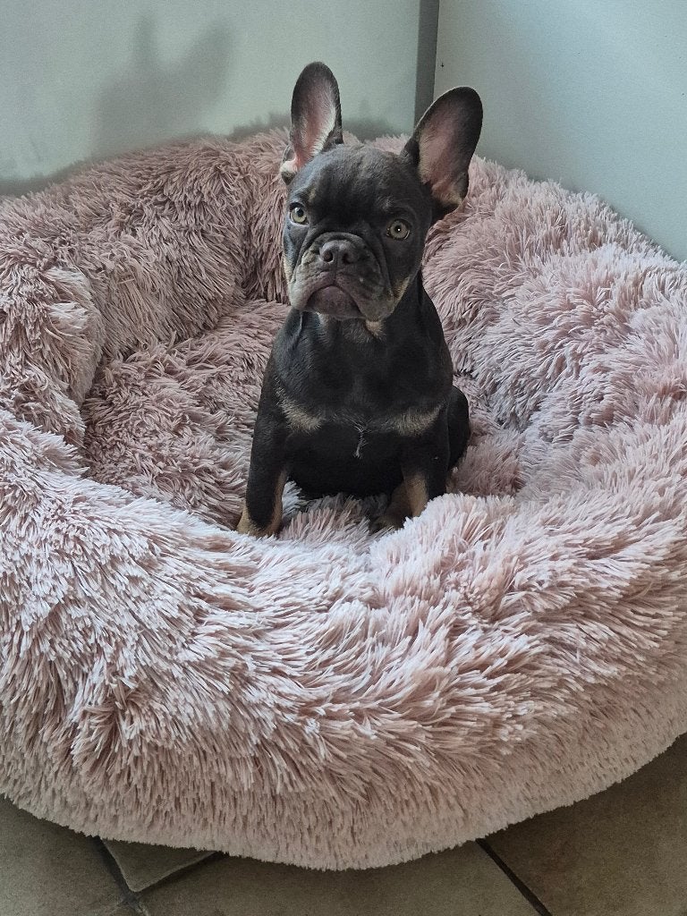 Franse Bulldog meisje choco kleur, België, Particulier, 8 tot 15 weken, Teef